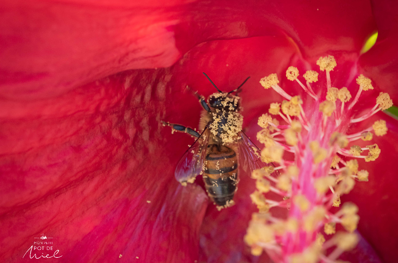 A quoi servent les plantes mellifères pour les abeilles ?